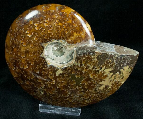 Cleoniceras Ammonite Fossil - Madagascar #7360